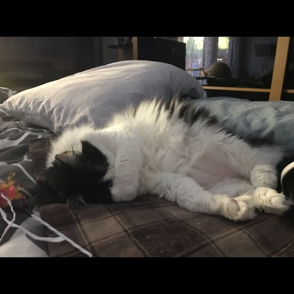 Meet your Posher, Cat - Picture 7 of 8